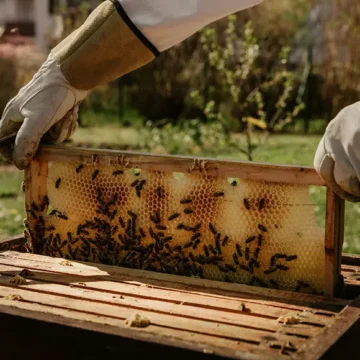 the-wellness-world-has-a-pollinator-problem the-wellness-world-has-a-pollinator-problem